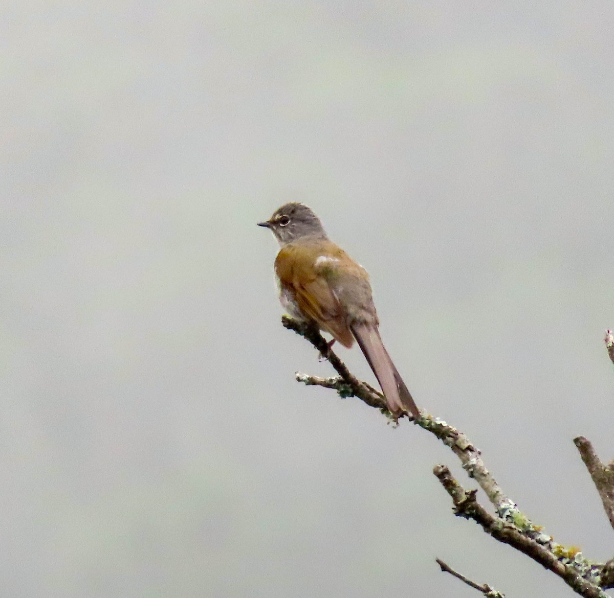 Brown-backed Solitaire - ML595361641