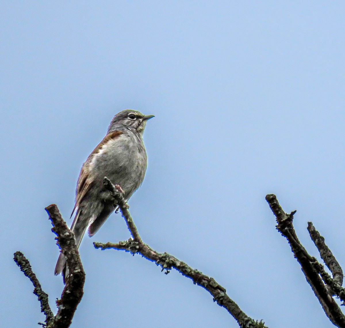Brown-backed Solitaire - ML595361671
