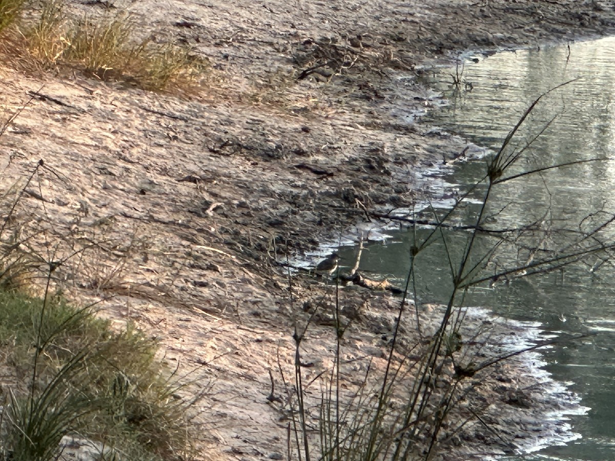 Spotted Sandpiper - ML595361911