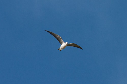 Black Tern - Peter Donaldson
