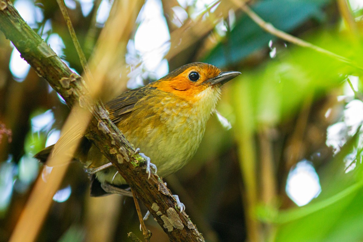 Rufous-faced Antpitta - ML595362141
