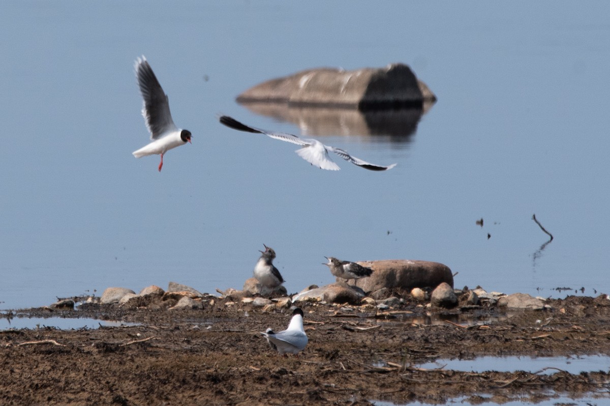 Little Gull - ML595363331