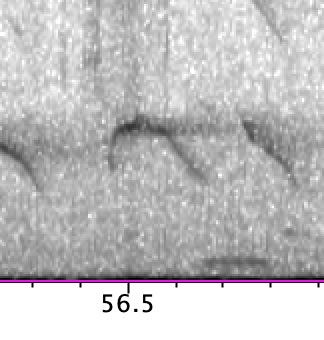 gulbrynkjernebiter (type 2) - ML595364851