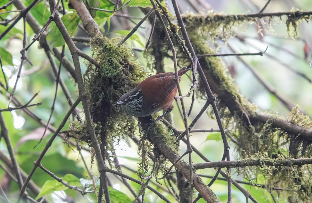 Gray-breasted Wood-Wren - ML595365071