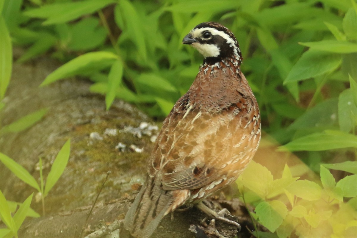 Northern Bobwhite - ML595365141