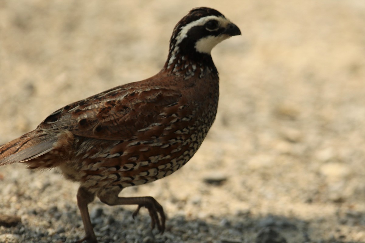 Northern Bobwhite - ML595365191