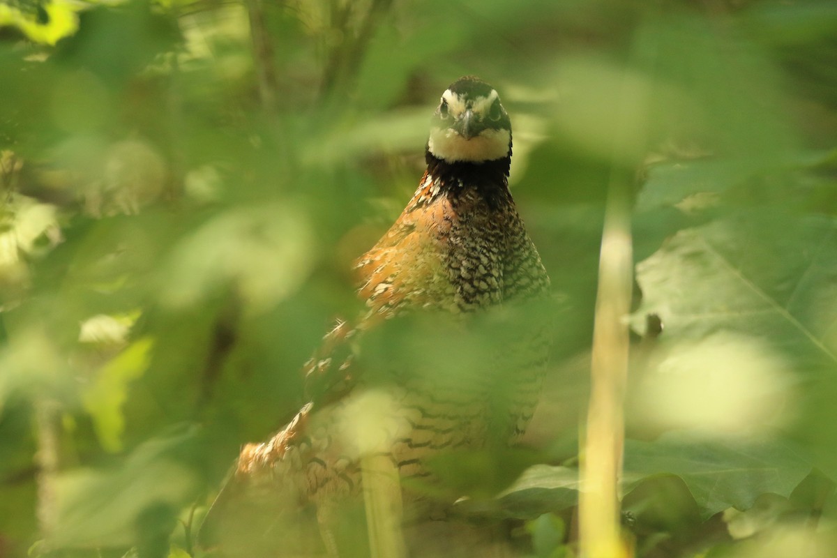 Northern Bobwhite - ML595365281