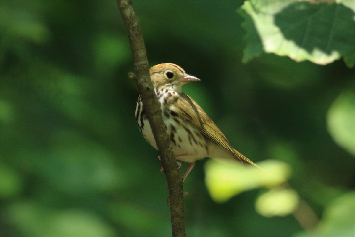 Ovenbird - ML595365411