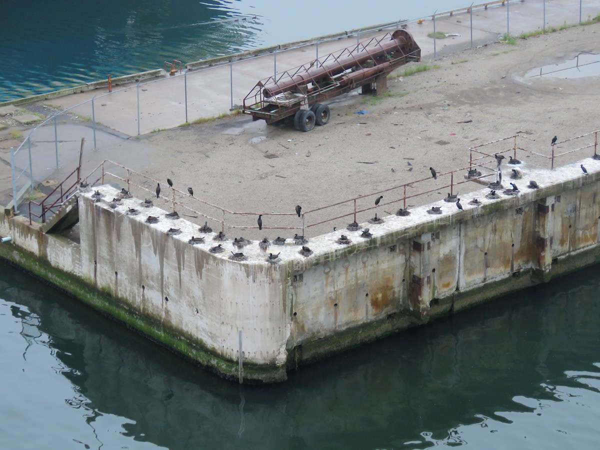 Double-crested Cormorant - ML595366961