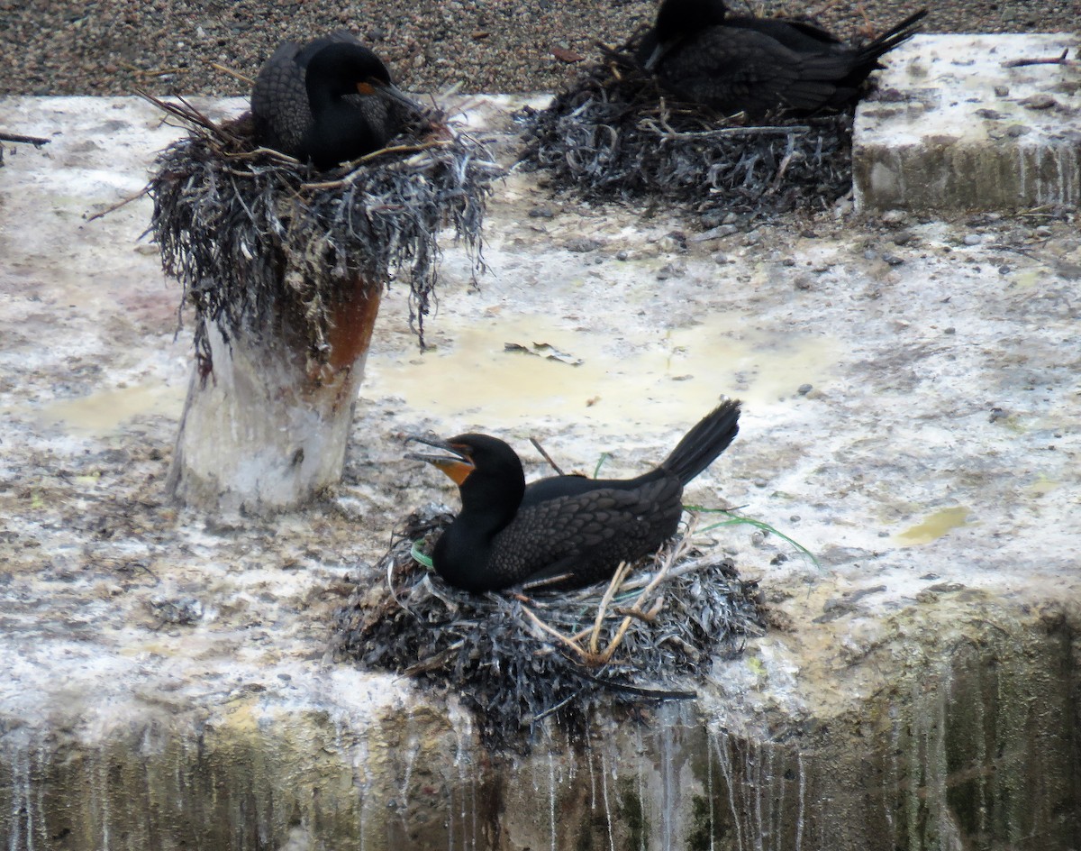 Cormoran à aigrettes - ML595367141