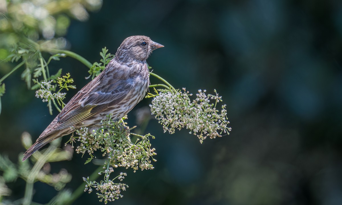 Pine Siskin - ML595367351