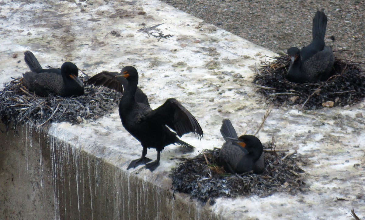 Cormoran à aigrettes - ML595367381