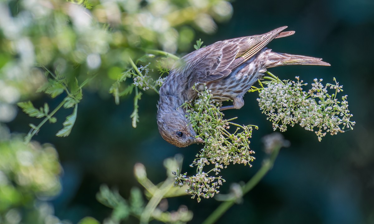 Pine Siskin - ML595367451