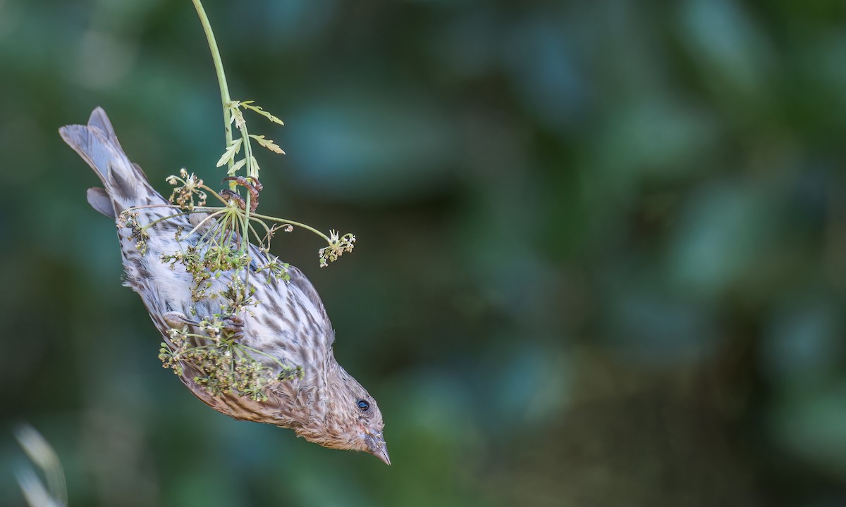 Pine Siskin - ML595367461