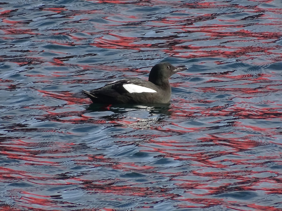 Black Guillemot - Yana Levchinsky