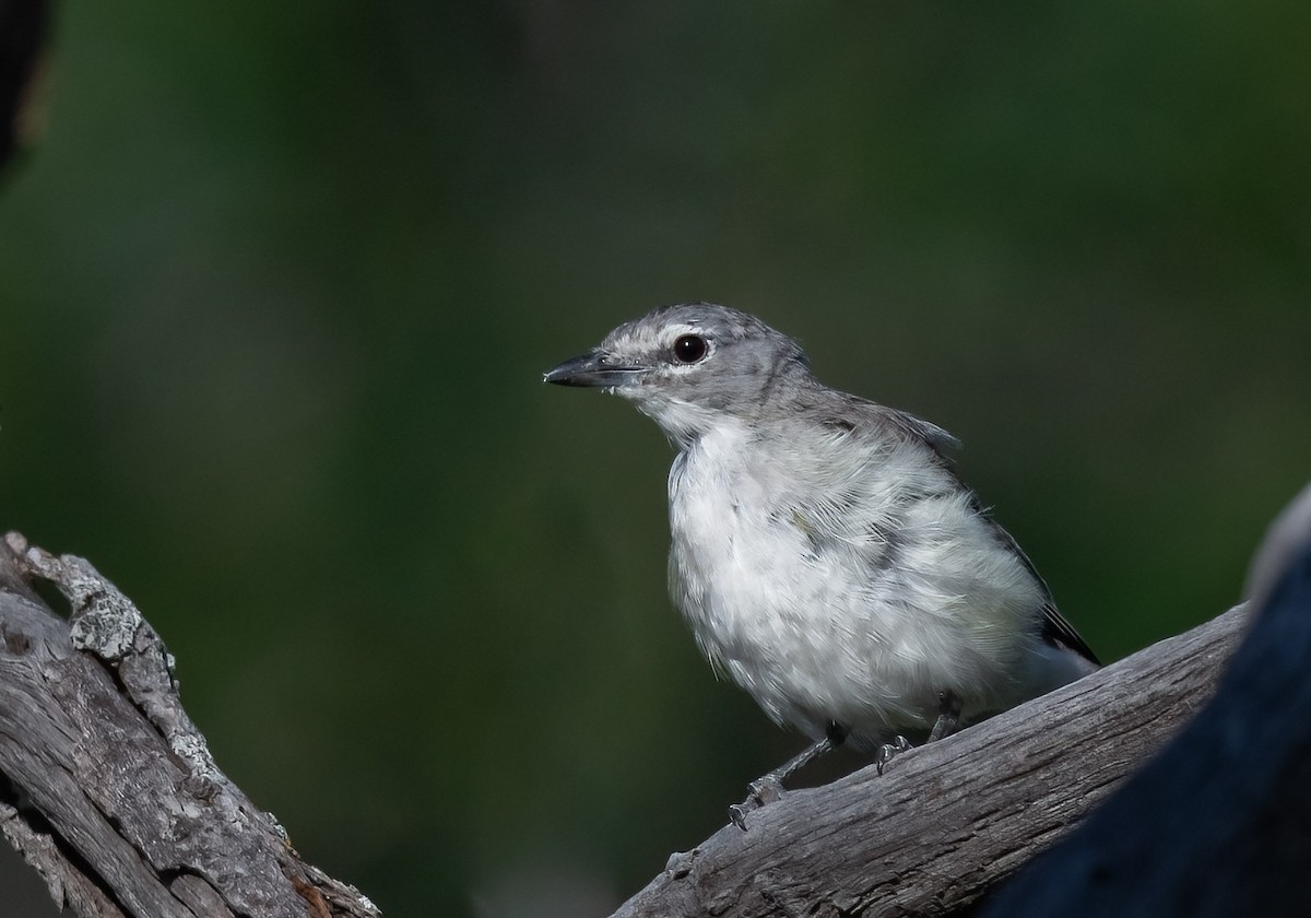 Plumbeous Vireo - ML595367681