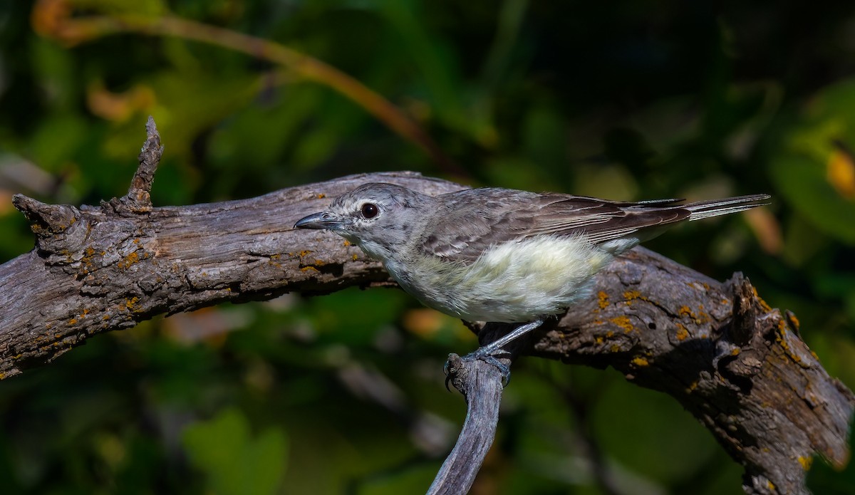 Plumbeous Vireo - ML595367701