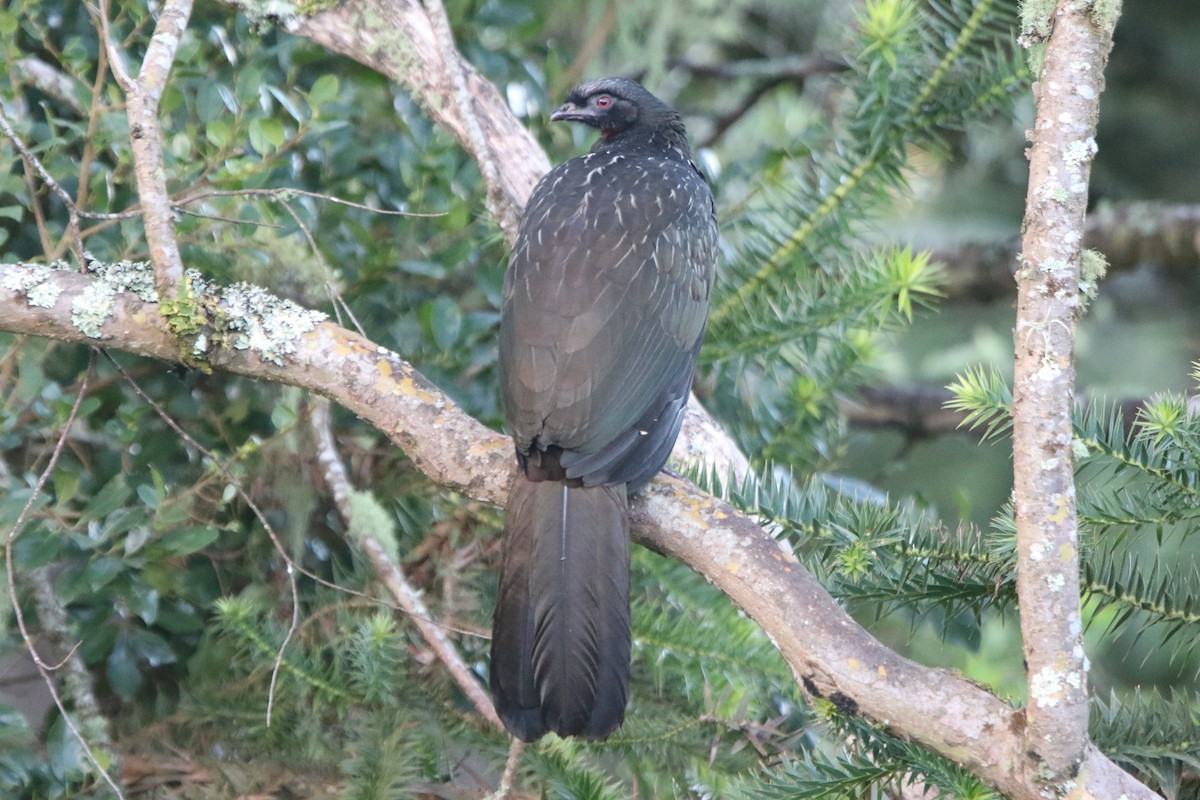 Dusky-legged Guan - ML59536901