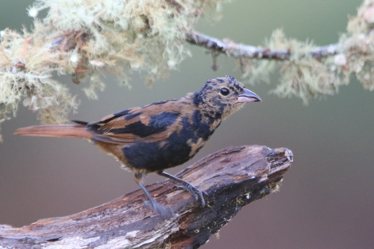 Ruby-crowned Tanager - ML59536931