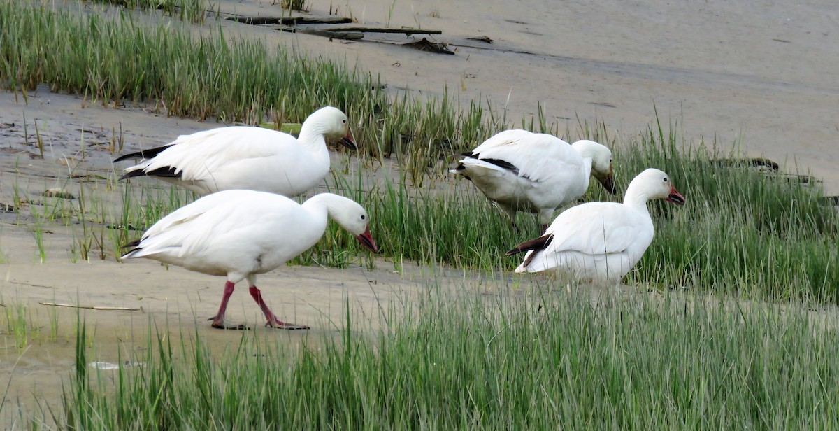 Snow Goose - ML595369801