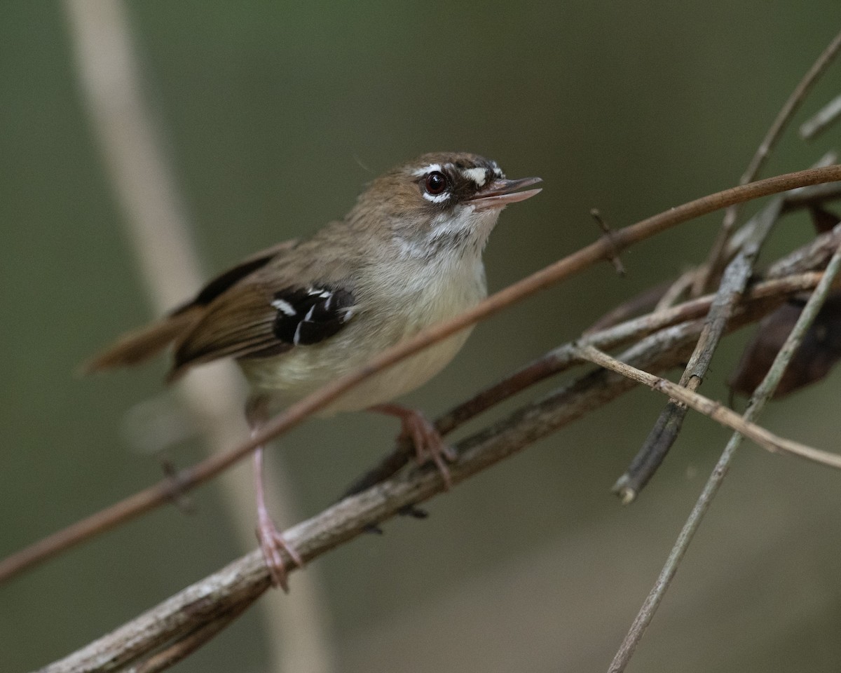 Tropical Scrubwren - ML595369971