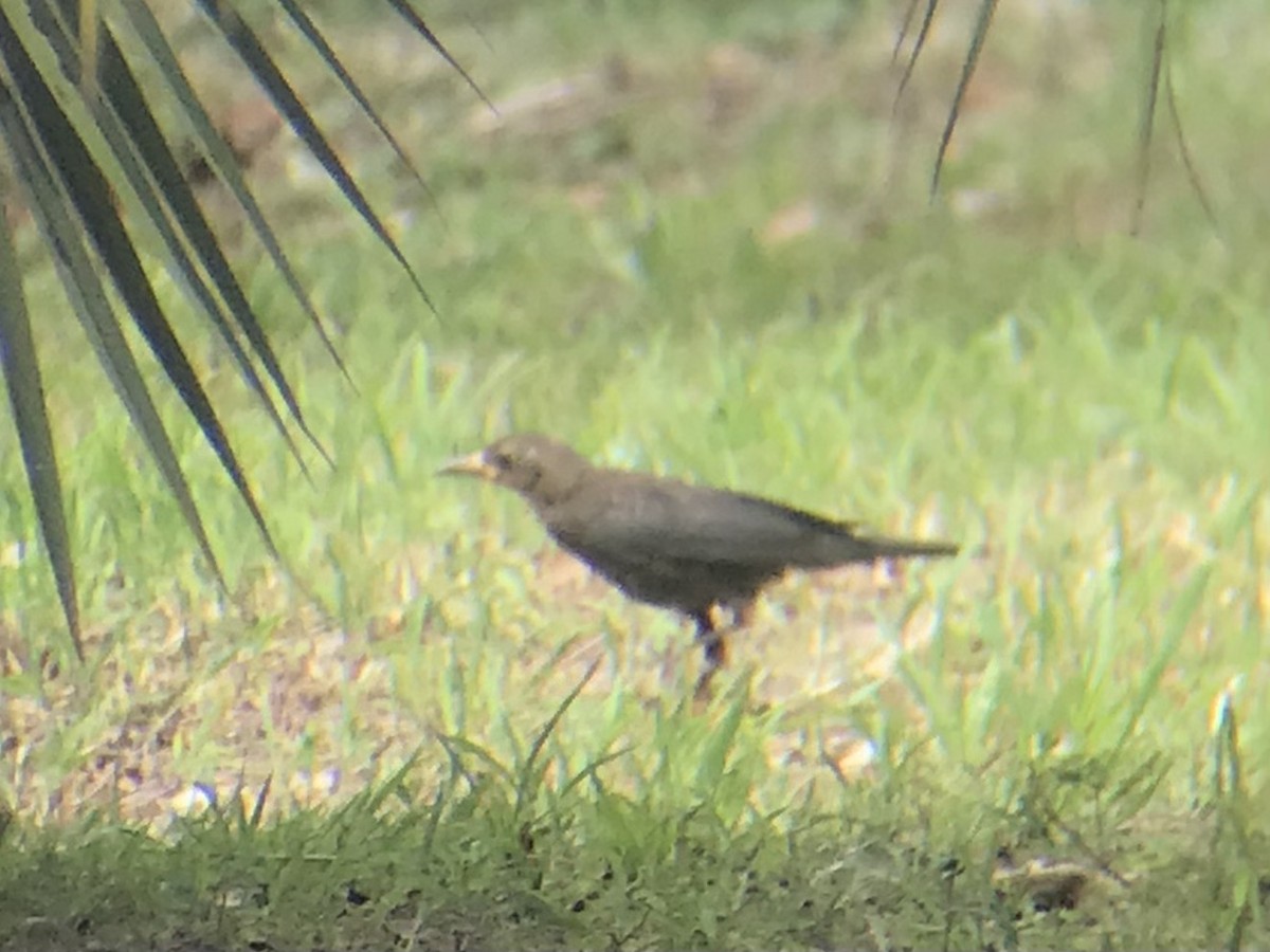 Chinese Blackbird - ML595372351