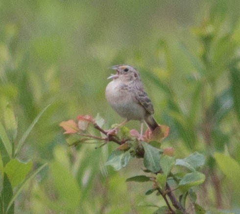 Grasshopper Sparrow - ML59537331