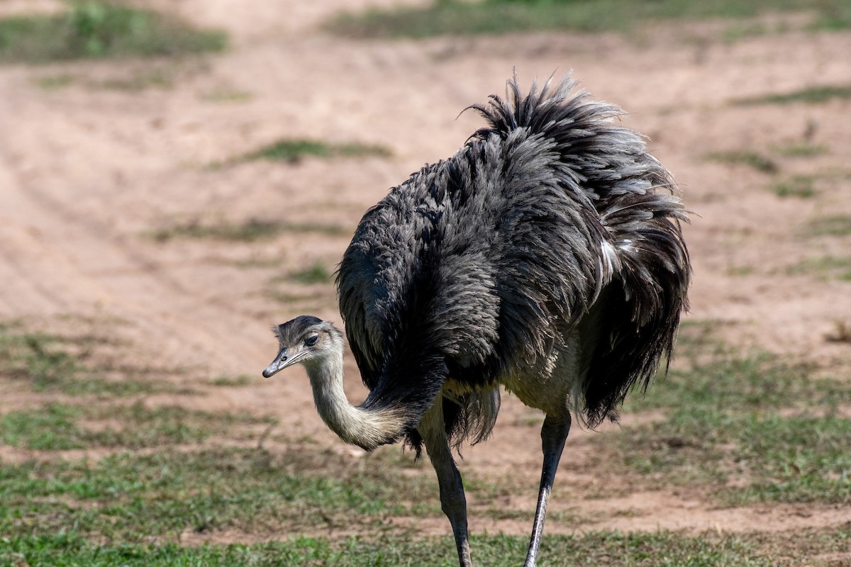 Greater Rhea - Terry Liddell