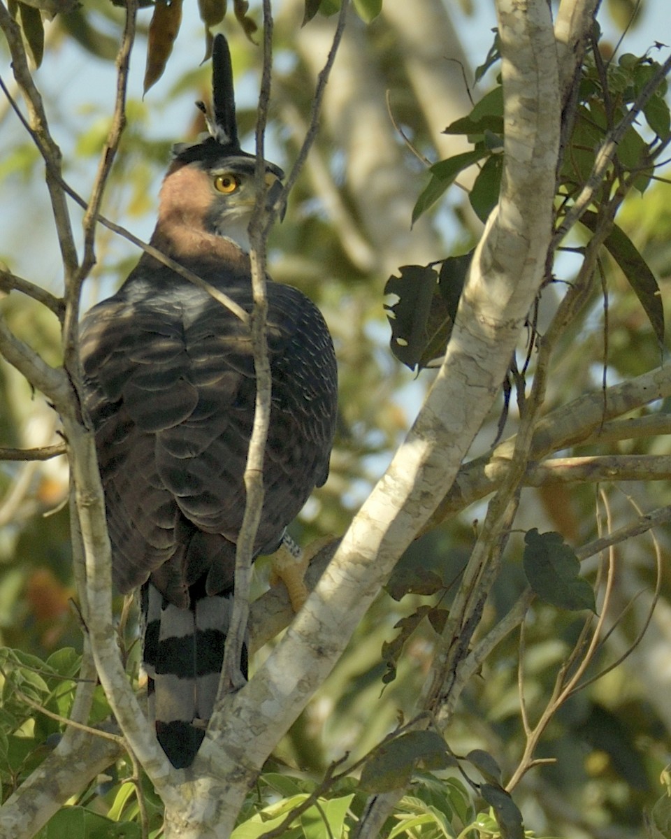 Ornate Hawk-Eagle - ML595374021