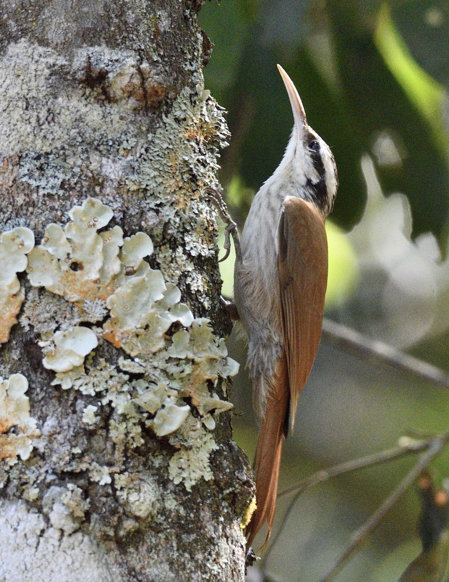 Narrow-billed Woodcreeper - ML595374481