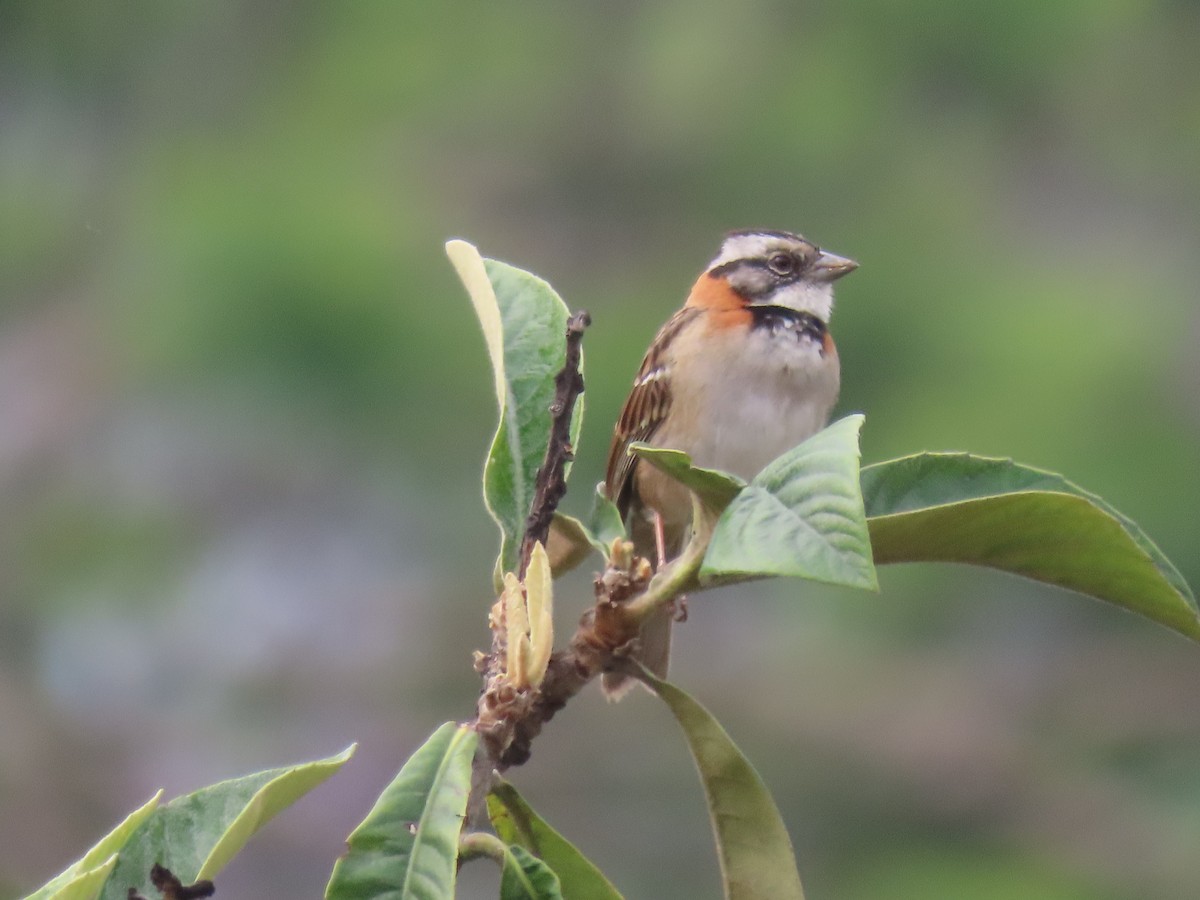 Rufous-collared Sparrow - ML595374601