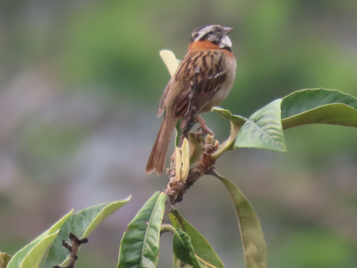 Rufous-collared Sparrow - ML595374611