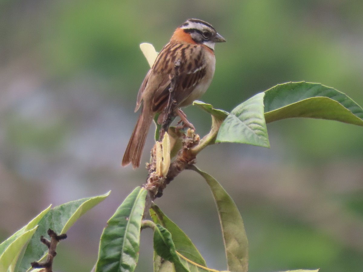 Rufous-collared Sparrow - ML595374631