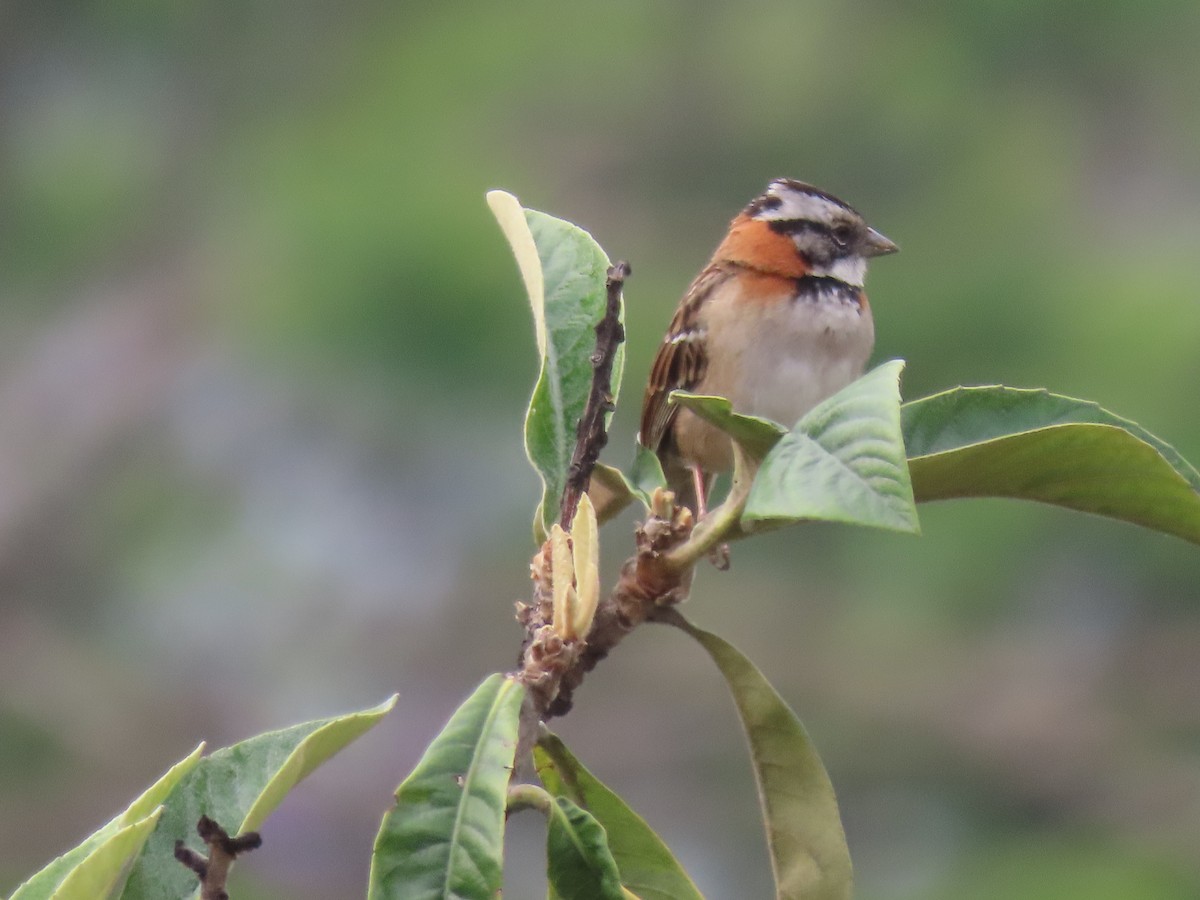 Rufous-collared Sparrow - ML595374641