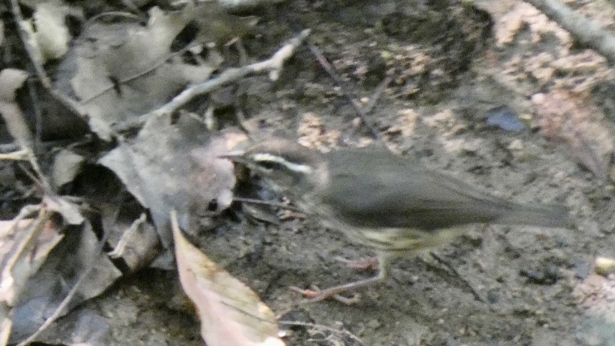 Louisiana Waterthrush - ML595374651