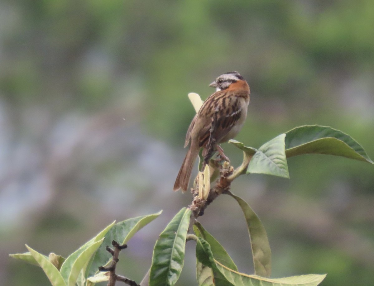 Rufous-collared Sparrow - ML595374671
