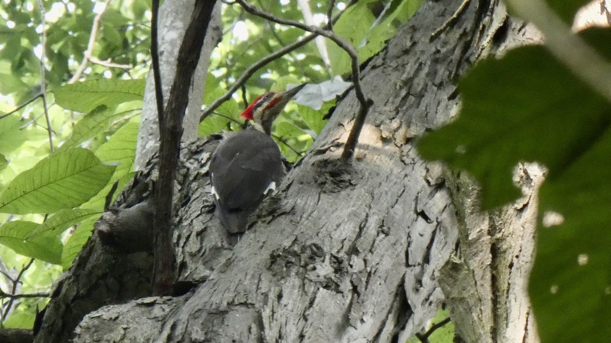 Pileated Woodpecker - ML595374791