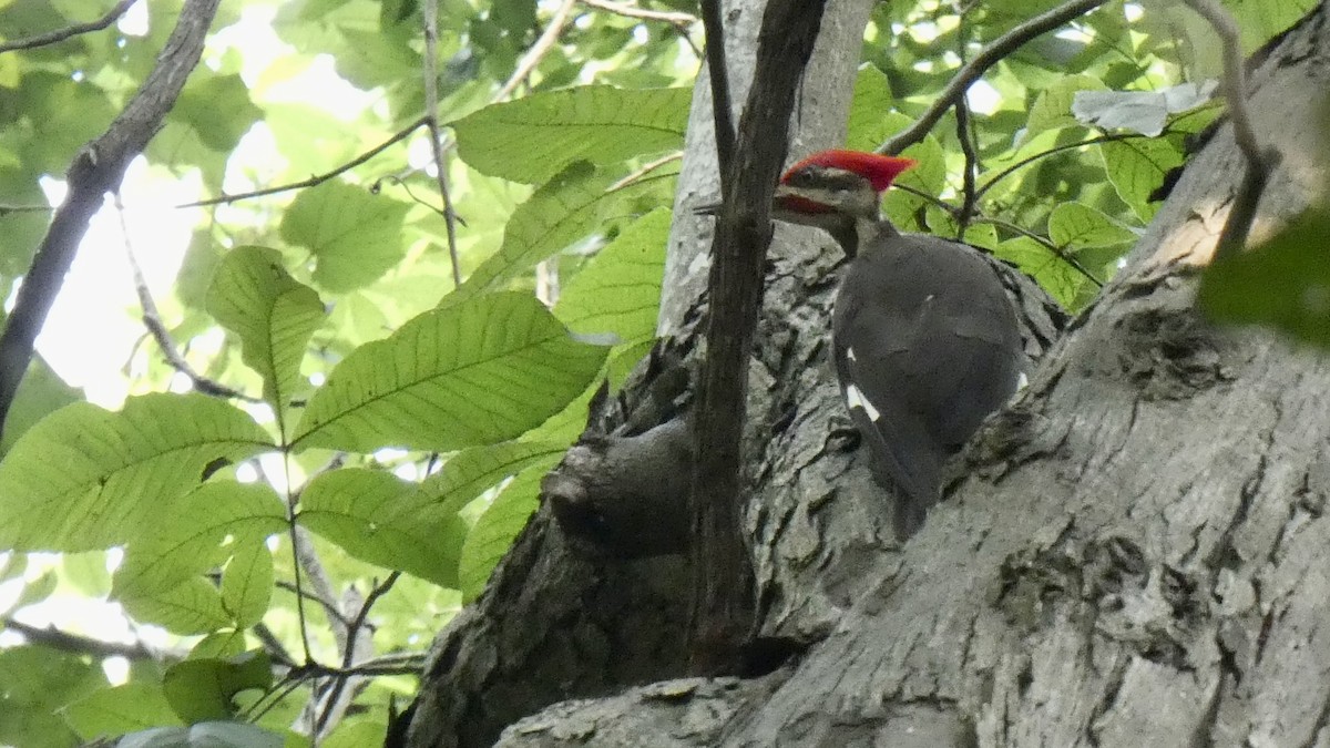 Pileated Woodpecker - ML595374801
