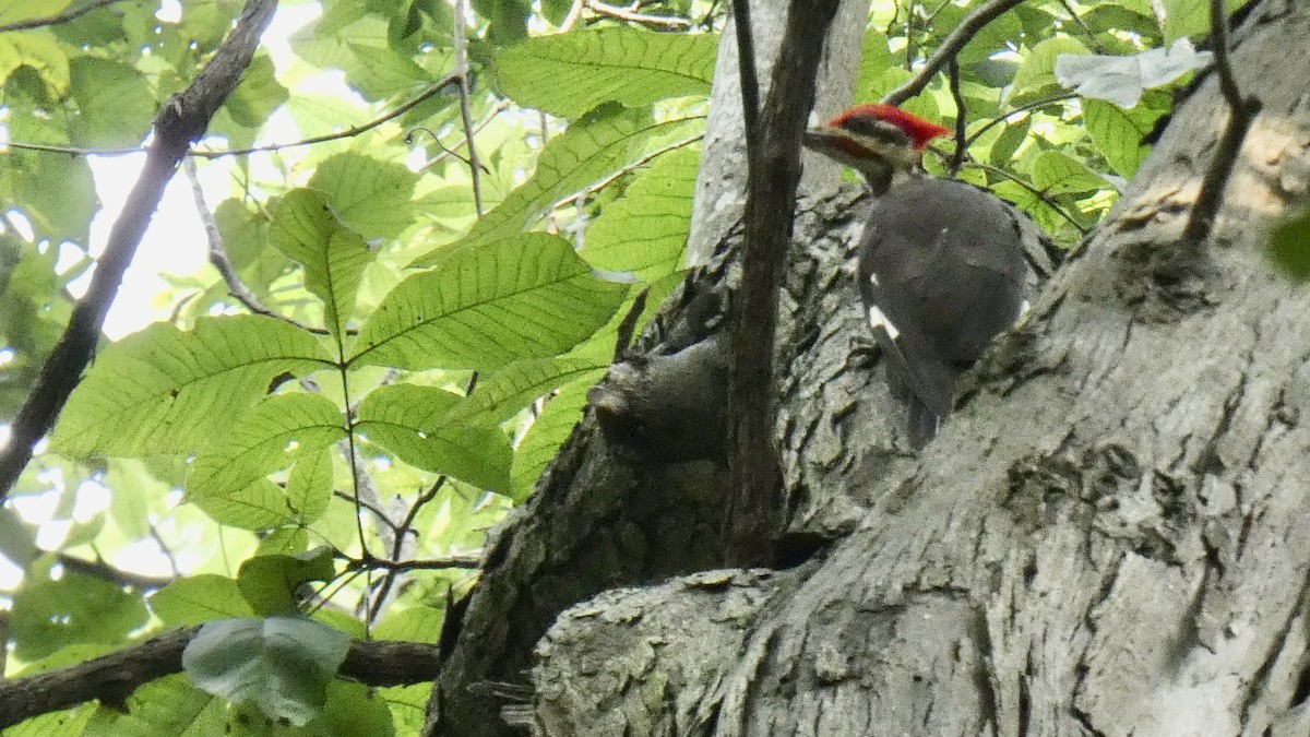 Pileated Woodpecker - ML595374811