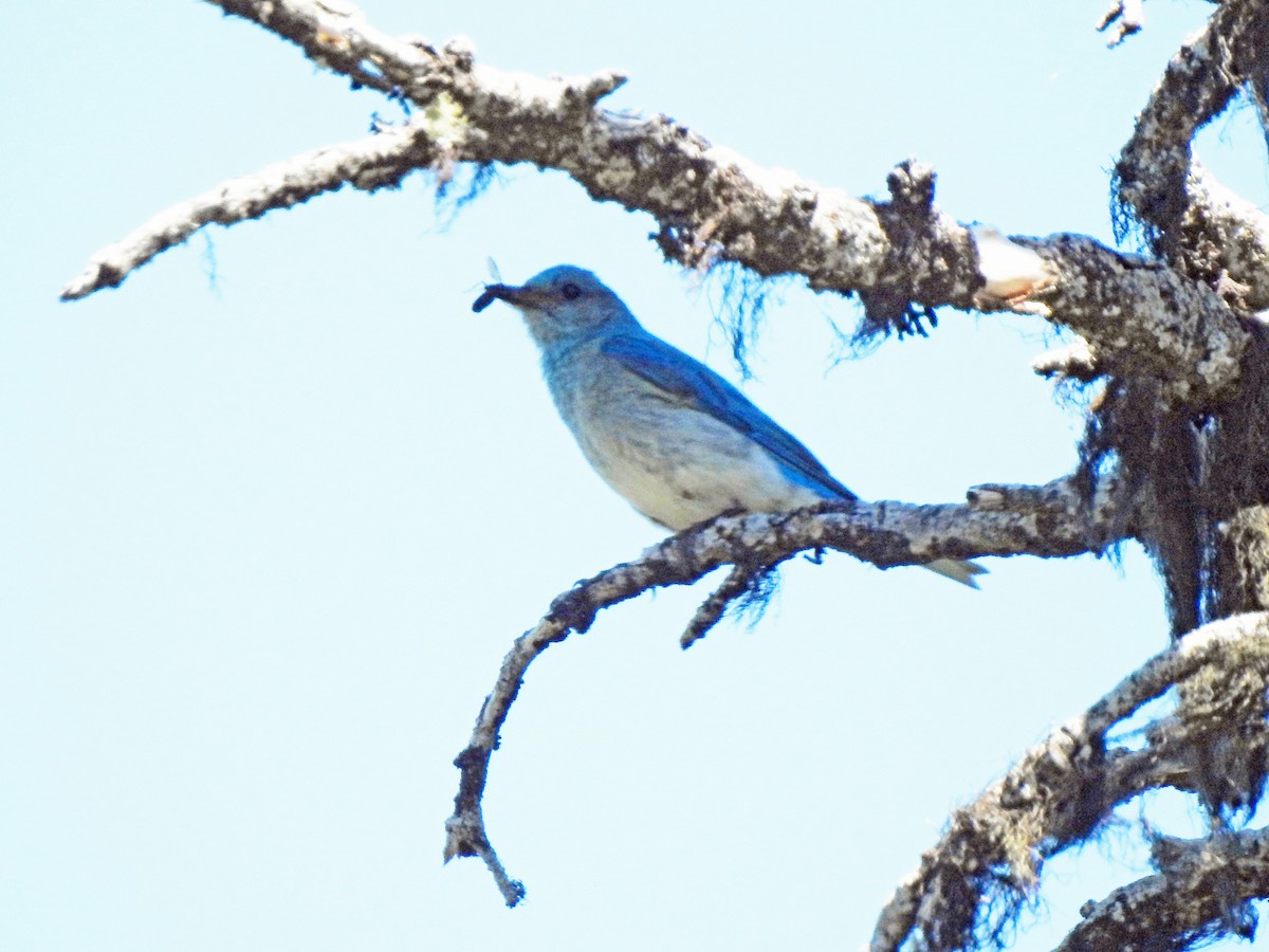 Mountain Bluebird - ML595375081