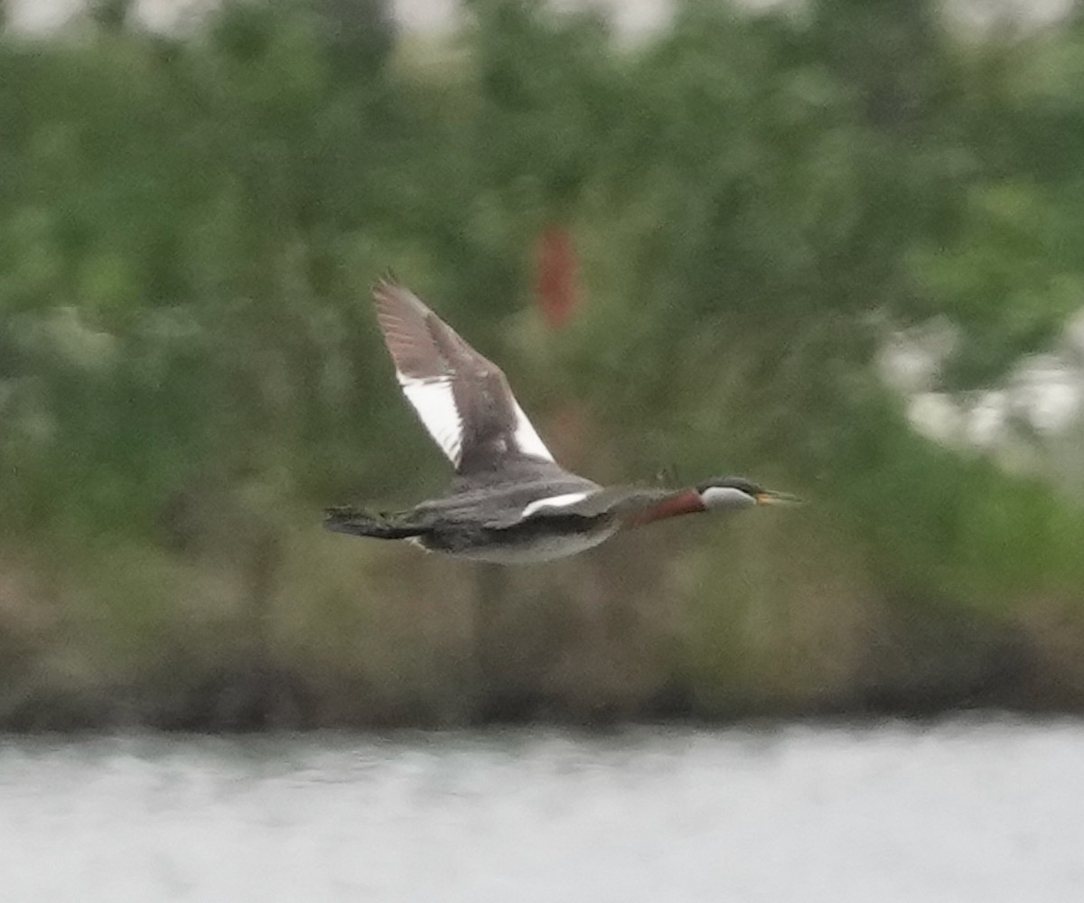 Red-necked Grebe - ML595375181