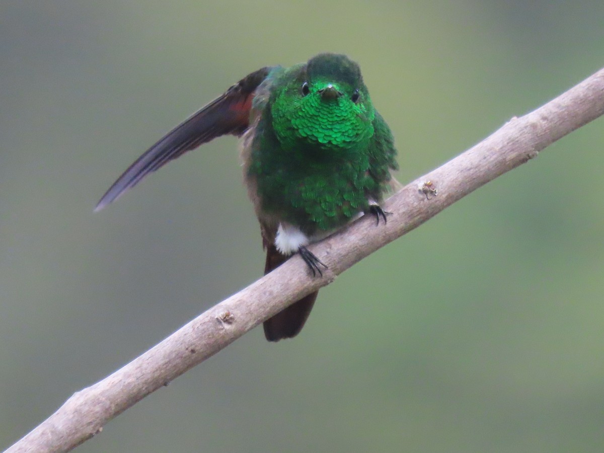 Blue-tailed Hummingbird - ML595375341