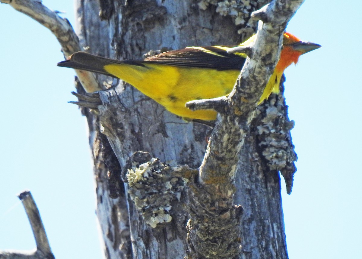 Western Tanager - ML595375421