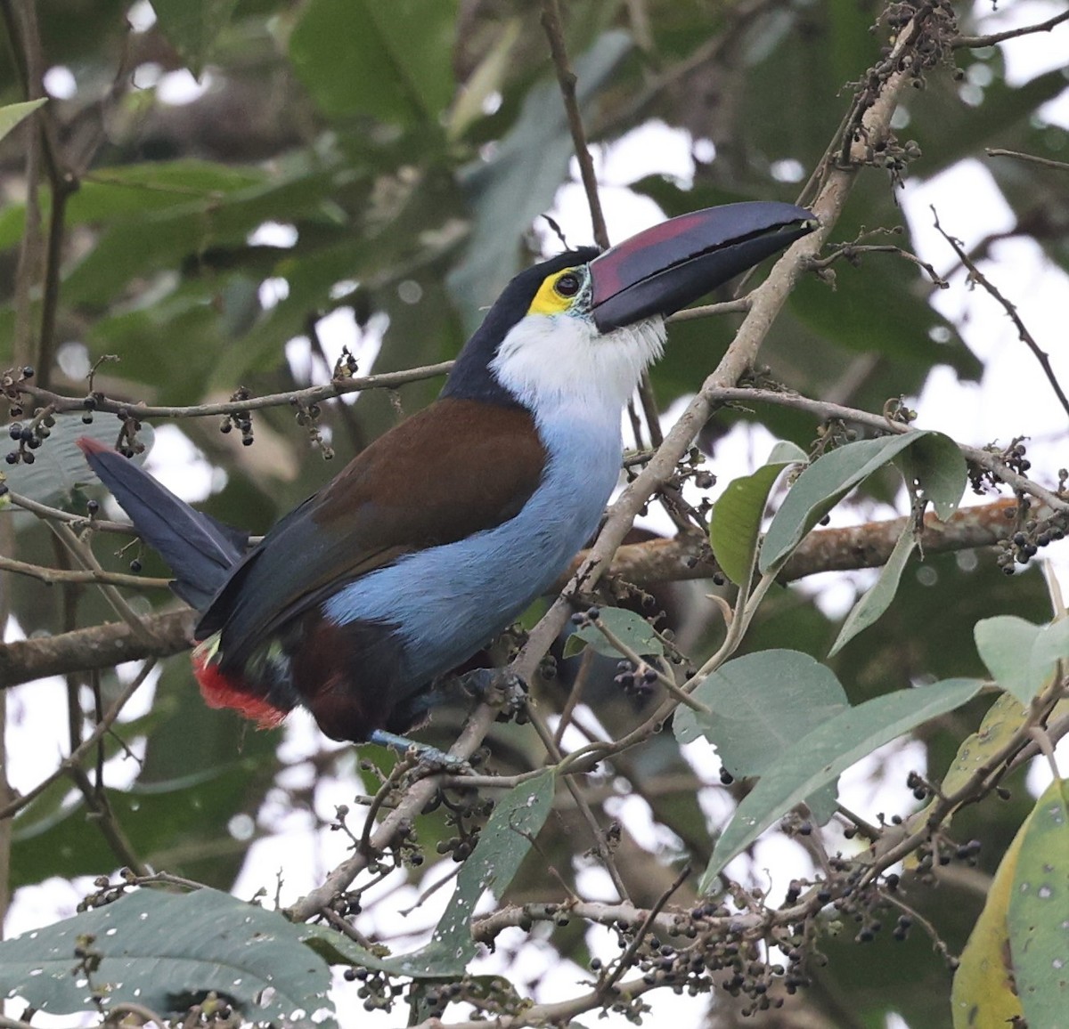 Black-billed Mountain-Toucan - Dawn Lloyd