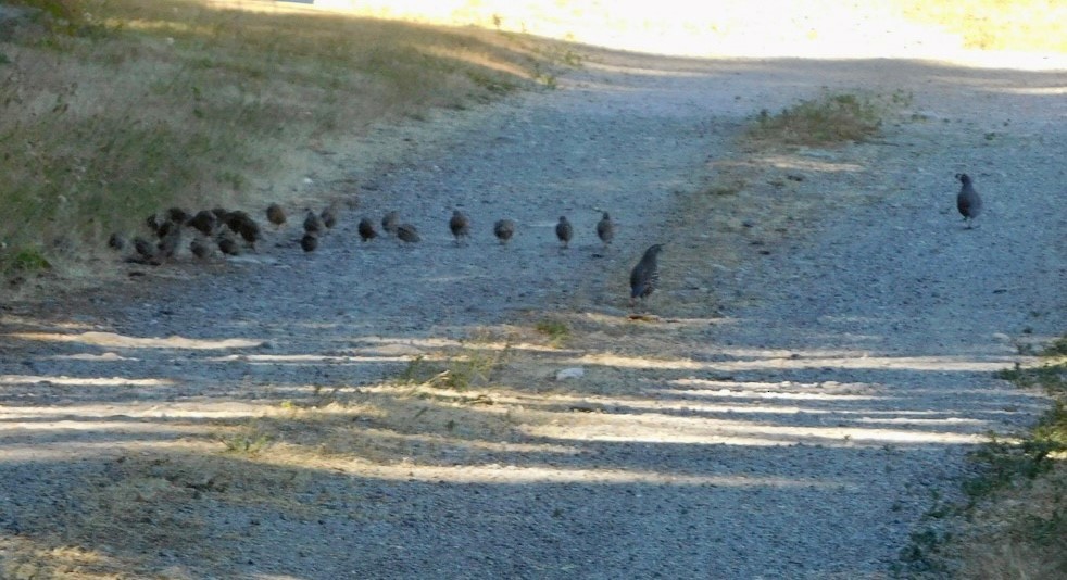 California Quail - ML595378041