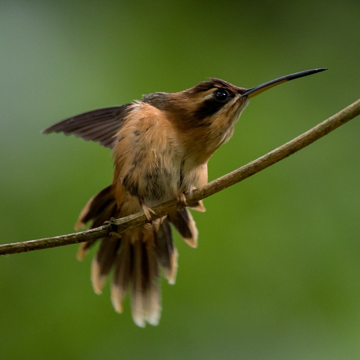 Stripe-throated Hermit - ML595378221