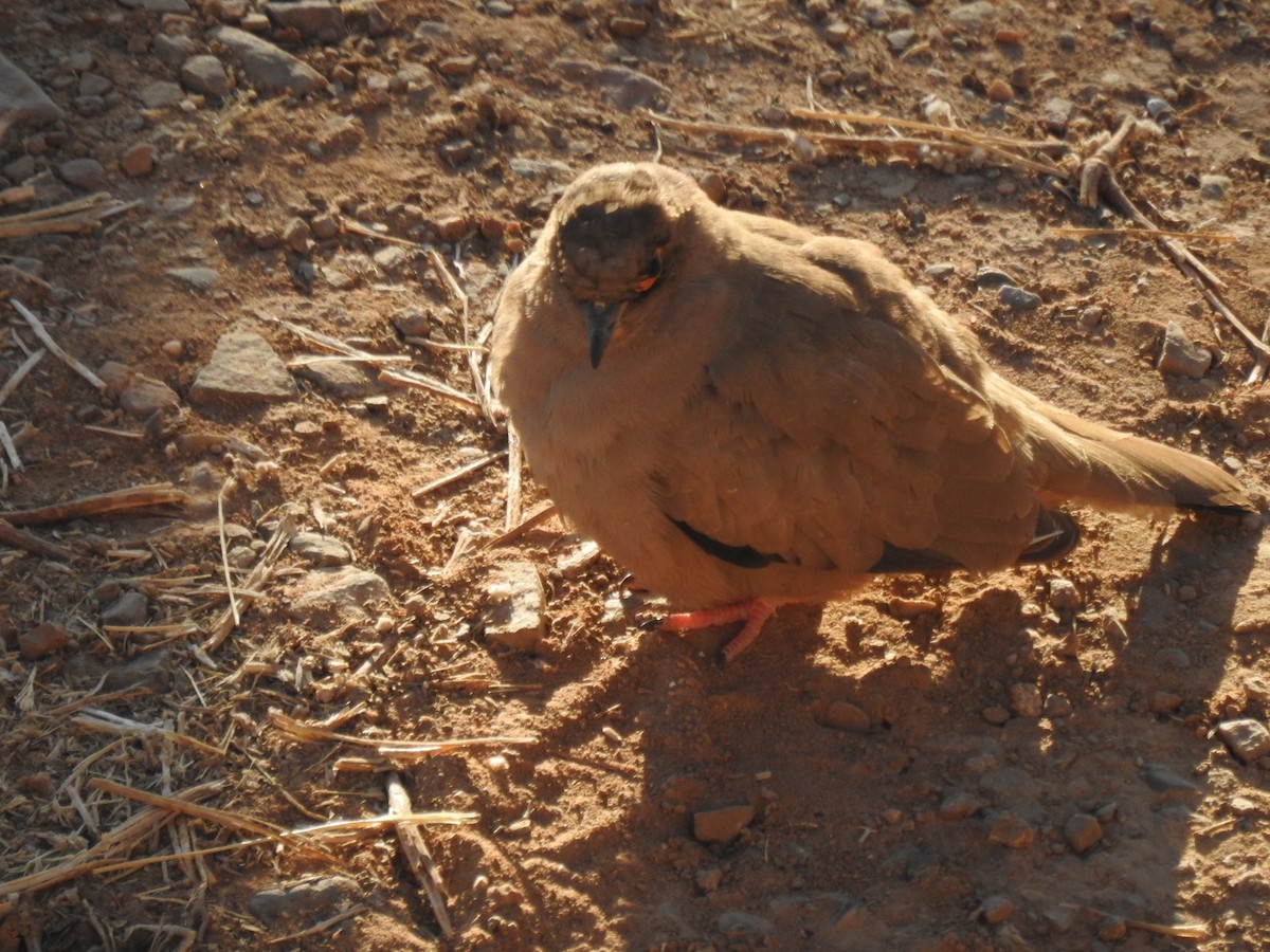 Bare-eyed Ground Dove - ML595378901