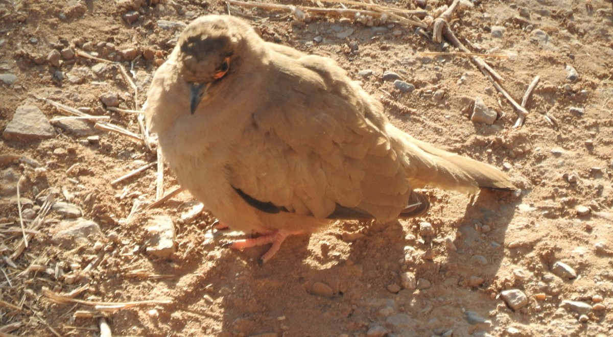 Bare-eyed Ground Dove - ML595378921