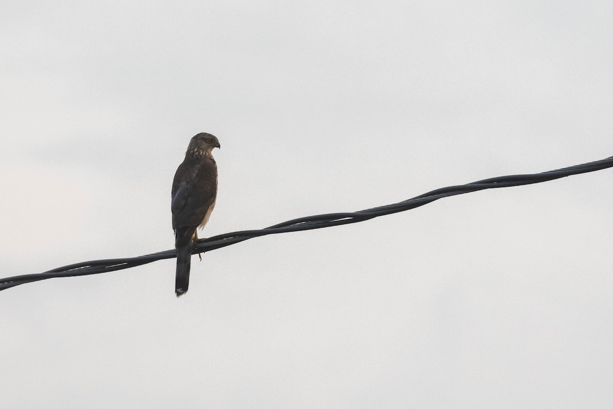 Cooper's Hawk - Alex Lamoreaux