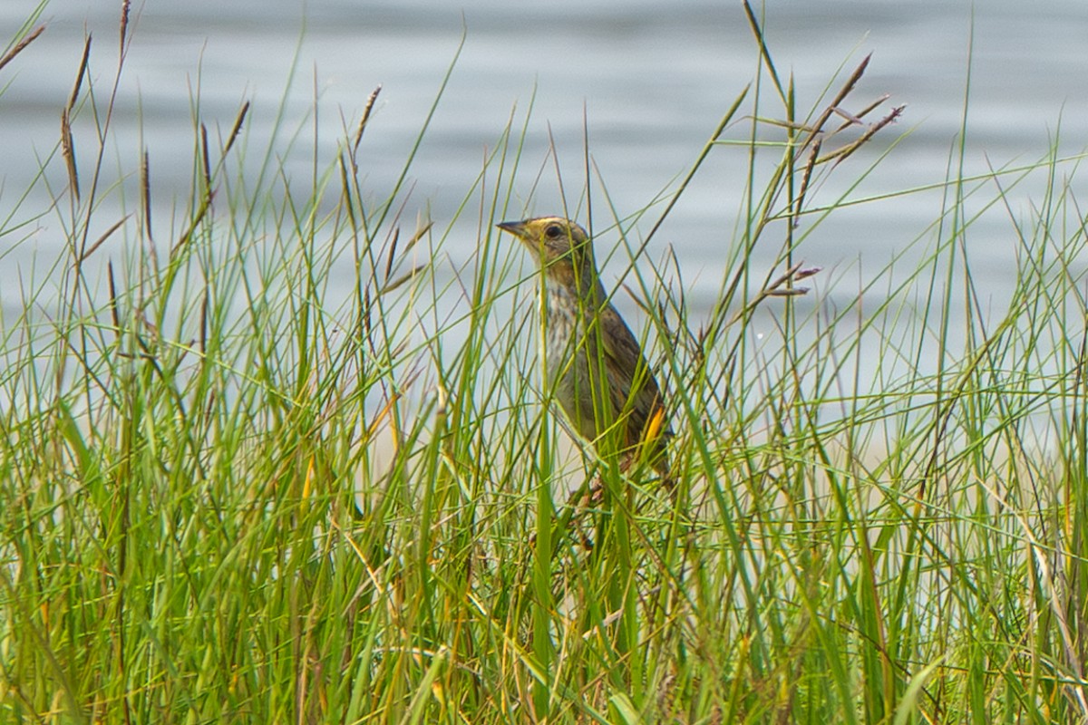 Saltmarsh Sparrow - Russell Ryan